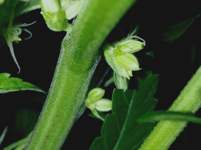 Guide to Hermaphrodite Marijuana Plants Leafist