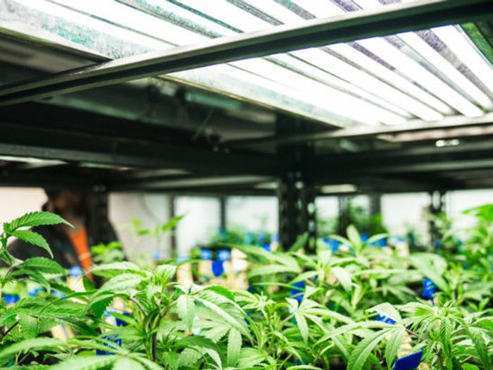 How Far Away Should Grow Lights be from Cannabis Plants? Leafist