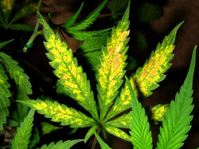 Why Do Cannabis Plant Leaves Turn Yellow? Leafist